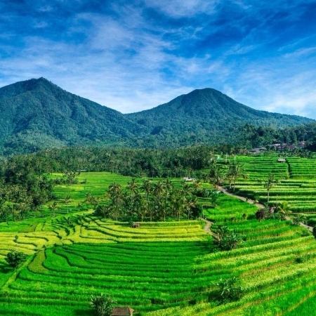 Day 11: Lovina - Ubud
